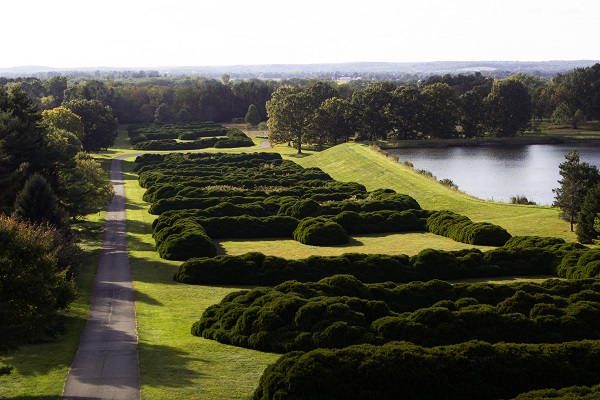 Hedges alongside retention pond